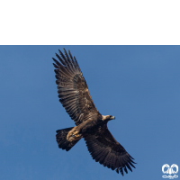 گونه عقاب طلایی Golden Eagle